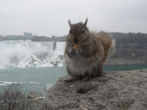 ナイアガラの滝とリスとビスケット(からのチョコパイ)🐿
