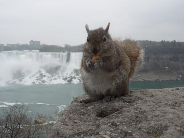 カナダ・ナイアガラの滝「Canada🇨🇦Niagara Falls 」の写真：ナイアガラの滝とリスとビスケット(からの...