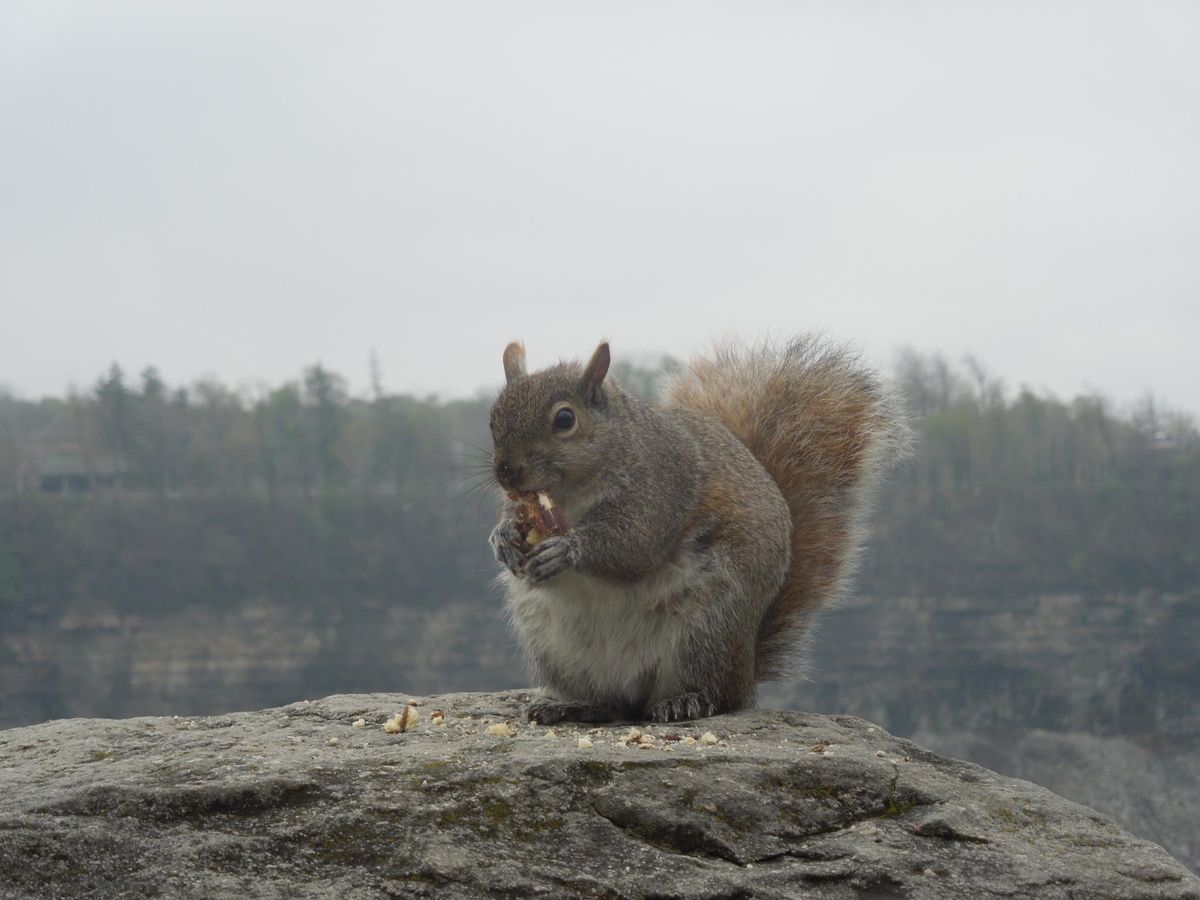 ナイアガラの滝とリスとビスケット(からのチョコパイ)🐿
