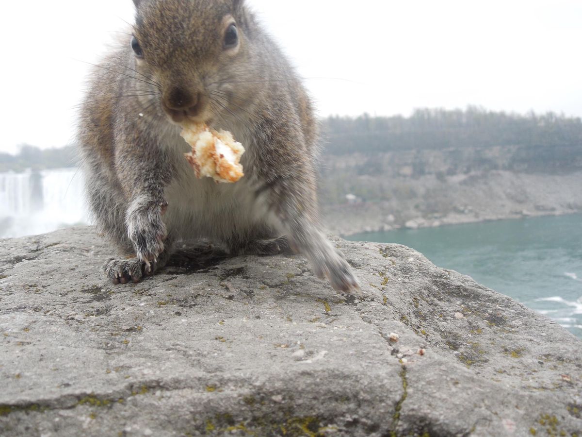 ナイアガラの滝とリスとビスケット(からのチョコパイ)🐿
