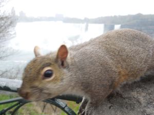 ナイアガラの滝とリスとビスケット(からのチョコパイ)🐿
