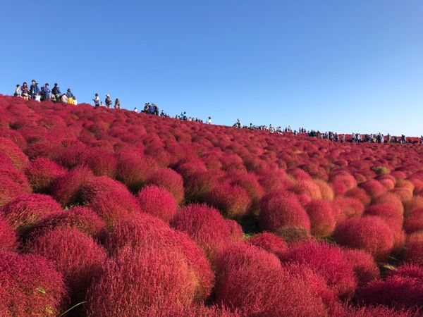 日本・ひたちなか国立公園「ひたち」の写真