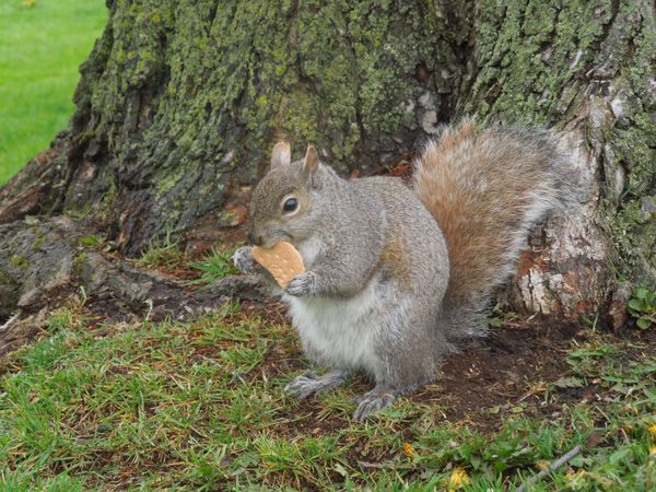カナダ・ナイアガラの滝「Canada🇨🇦Niagara Falls 」の写真：リスちゃん♡木の下でビスケット(2枚目/...