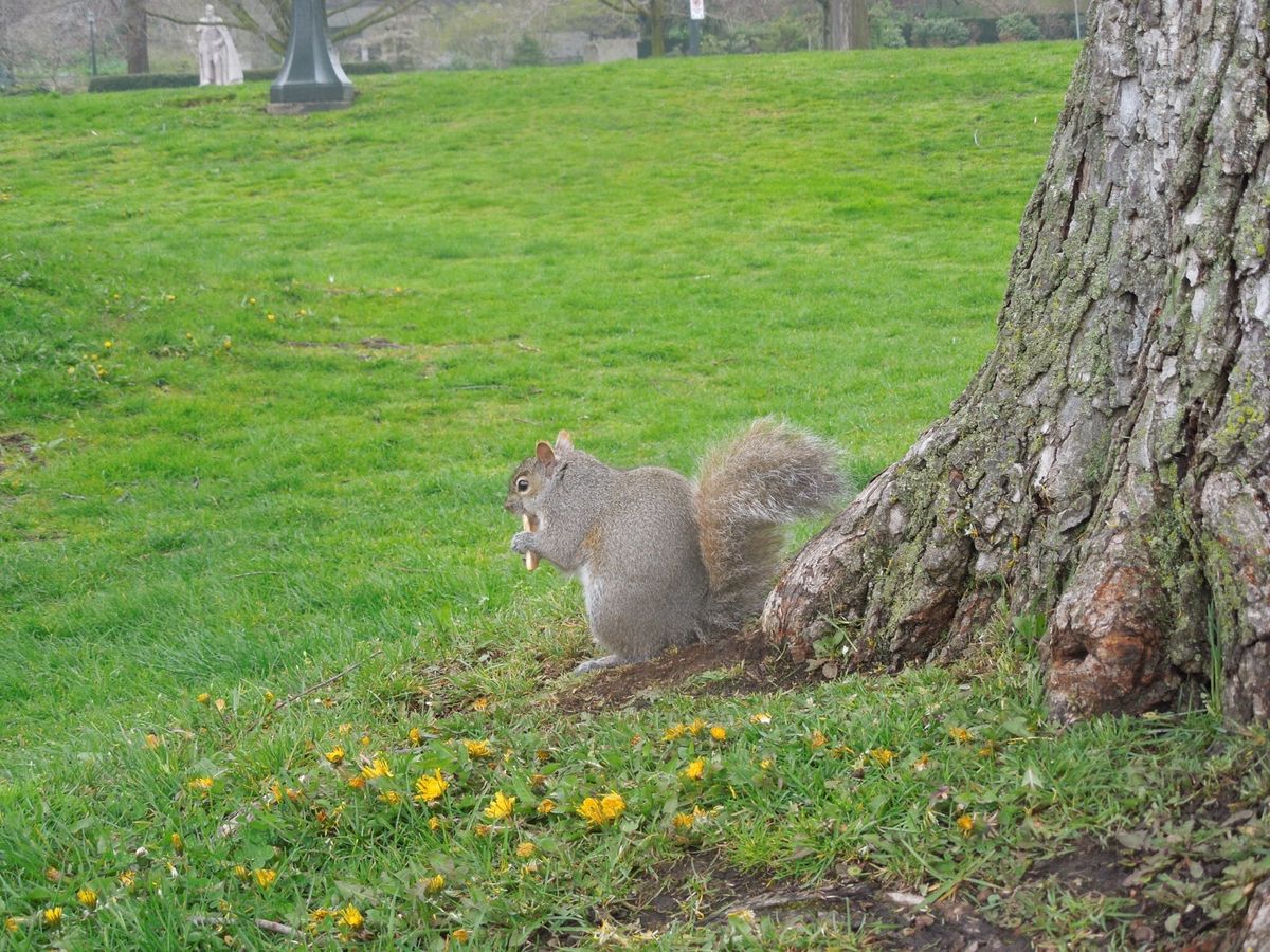リスちゃん♡木の下でビスケット(2枚目/隠れてコソコソ 取らないから大丈夫...