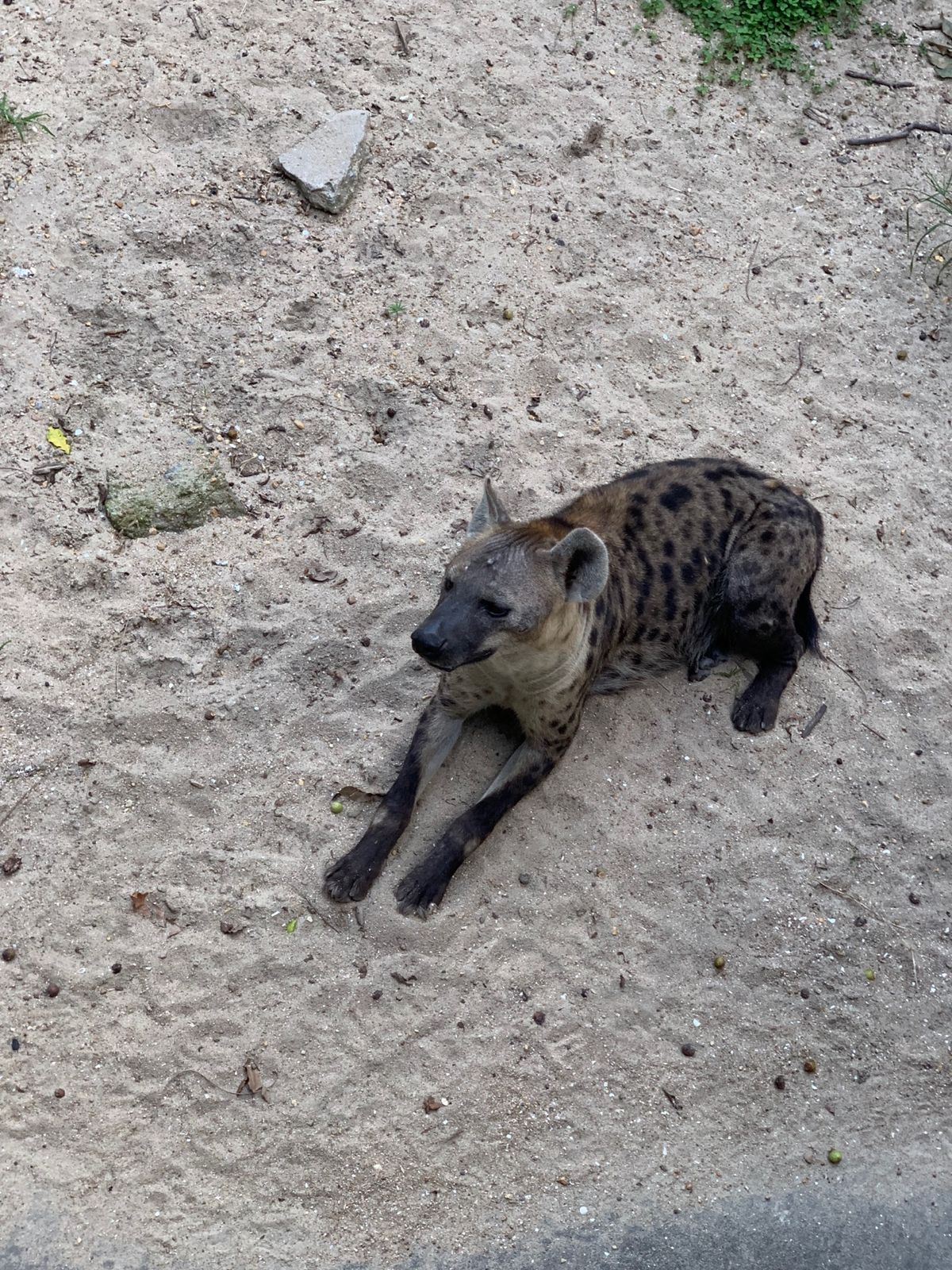 上海動物園にてパンダを見る。
ハイエナもいた。超怖い。