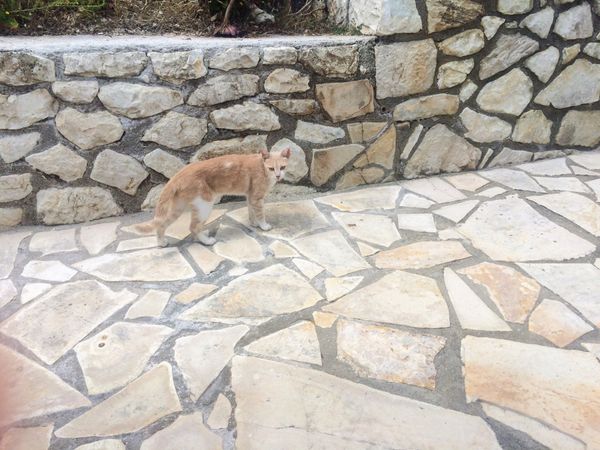ギリシャ・アテネ、ケルキラ島、ザキントス島、パクシ島、アンチパクシ島「ギリシャイオニア海旅」の写真：ギリシャ猫達🐈

1.勝手にニックネーム...
