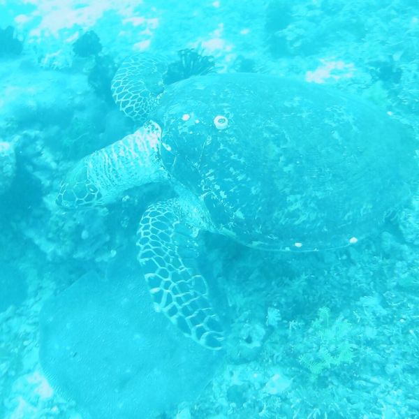 フィリピン・プエルトガレラ「プエルトガレラ」の写真