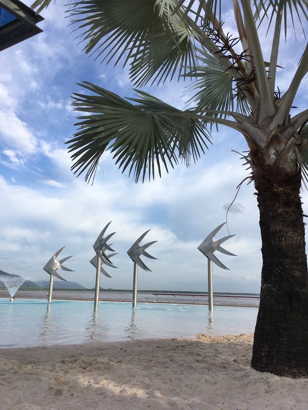 オーストラリア連邦・ケアンズ「ケアンズでコアラ🐨」の写真