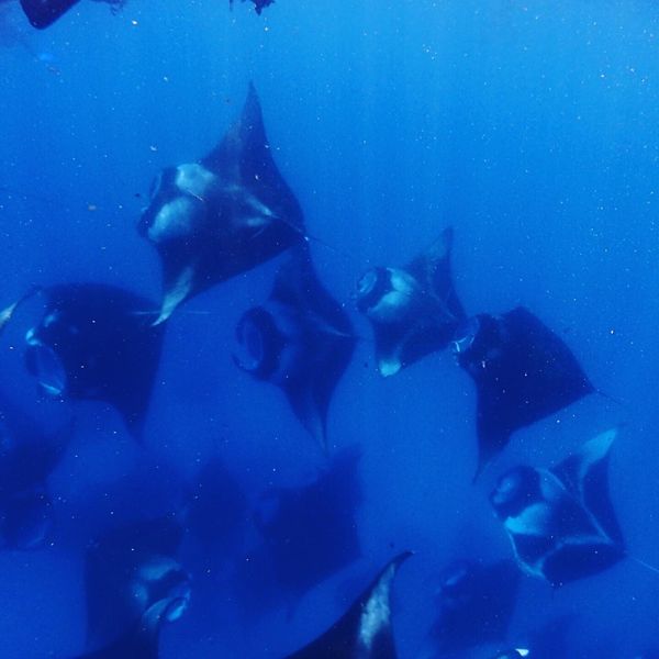 モルディブ・バア環礁「Maldives diving Baa Atoll」の写真：バア環礁