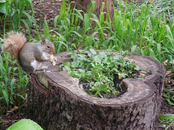 アメリカ(米国)・ニューヨーク「America🇺🇸New York 」の写真：日本上陸前のSHAKE🍔SHACKにて☆...