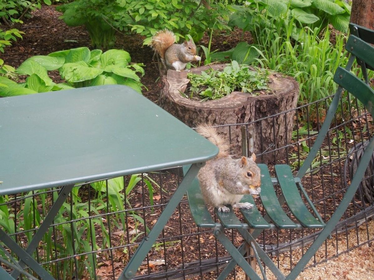 日本上陸前のSHAKE🍔SHACKにて☆
リスがポテトを頬張るの図。
2枚...