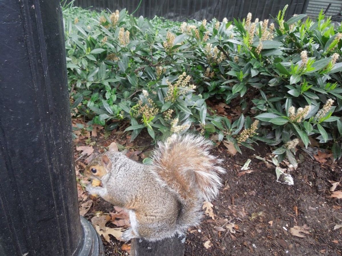 日本上陸前のSHAKE🍔SHACKにて☆
リスがポテトを頬張るの図。
2枚...