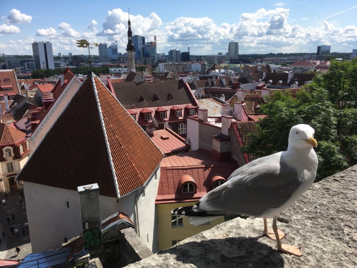 エストニアのタリンへフィンランドから日帰り旅行。エストニアはロシア料理も美...