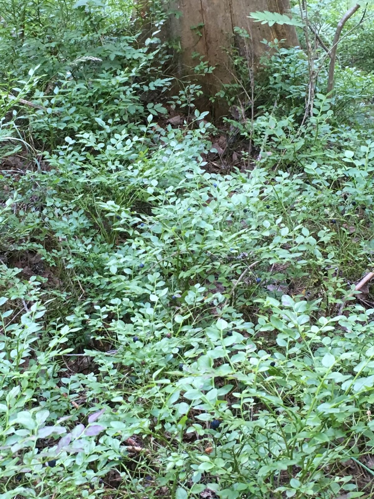 ヌークシオ国立公園でブルーベリー狩りとウォーキング