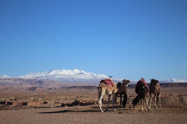 モロッコ「新婚旅行」の写真
