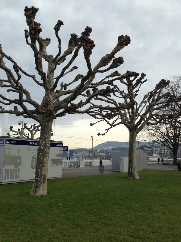 スイス「スイス🇨🇭」の写真