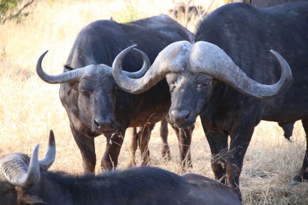 南アフリカ・Krugernationalpark「South africa」の写真：Big5コンプリート🦏🦁🐆🐘🐃@sabi...