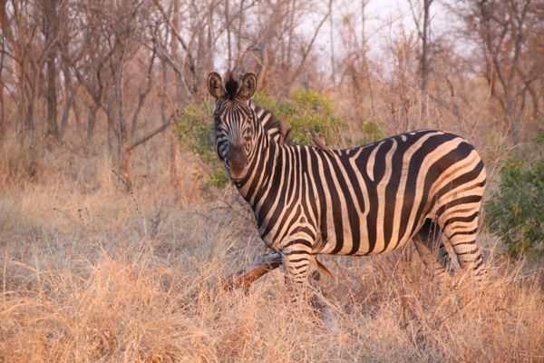 南アフリカ・Krugernationalpark「South africa」の写真：🌅🦓🦒
