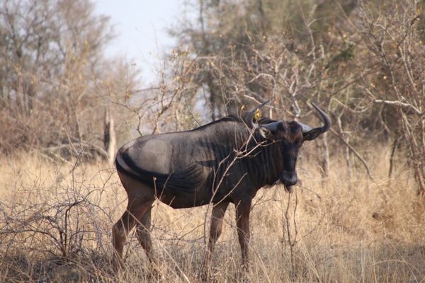 南アフリカ・Krugernationalpark「South africa」の写真：Animals🐢