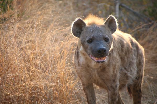 南アフリカ・Krugernationalpark「South africa」の写真：Animals