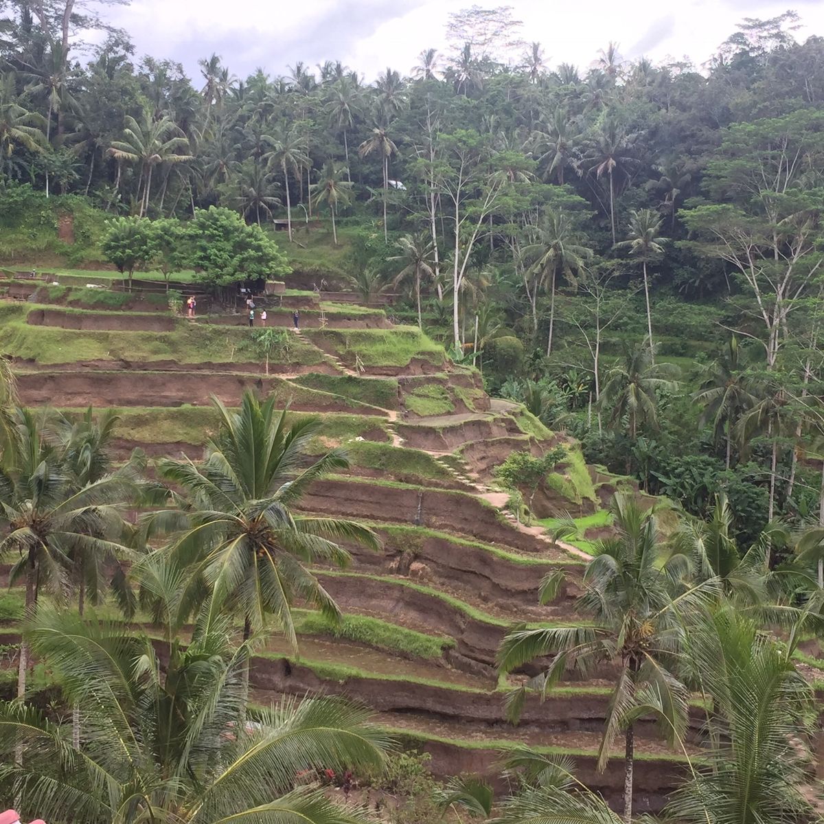 見たものいろいろ