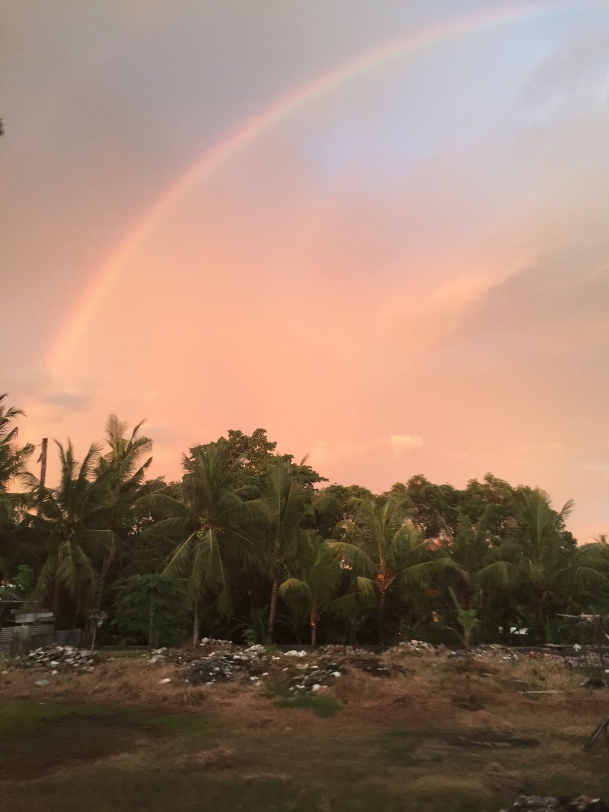 見たものいろいろ