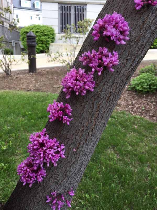 アメリカ(米国)「ワシントンDCとその近郊」の写真：ワシントンDCとその近郊。
木に咲く不...