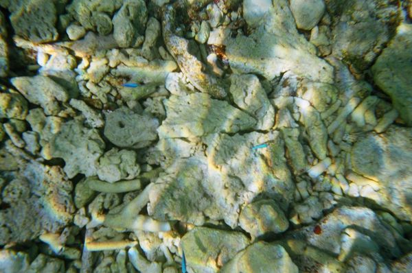 仏領ポリネシア・ボラボラ、パペーテ「タヒチの海はきれい」の写真