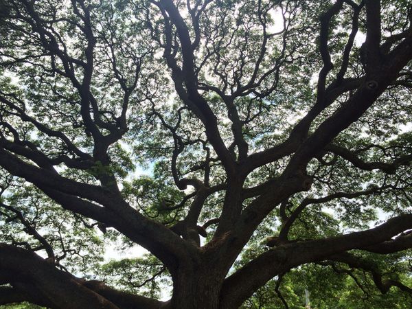 アメリカ(米国)・ホノルル、カイルア、ダイアモンドヘッド「社員旅行1」の写真