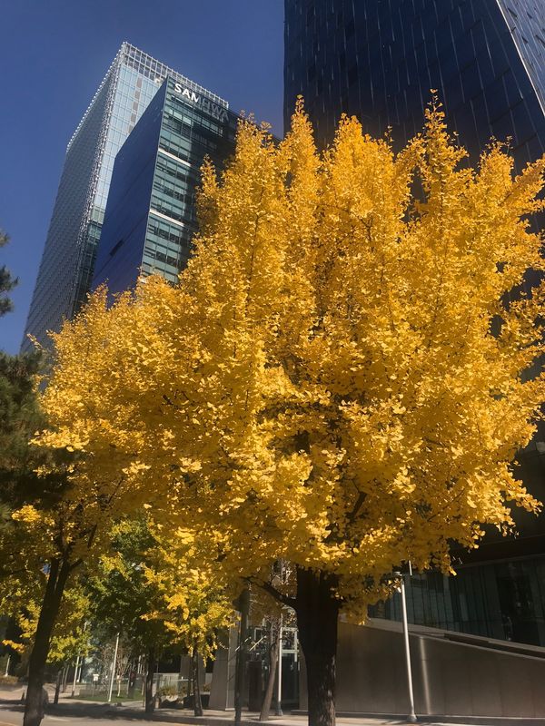 大韓民国 (韓国)「11回目のソウル🇰🇷」の写真