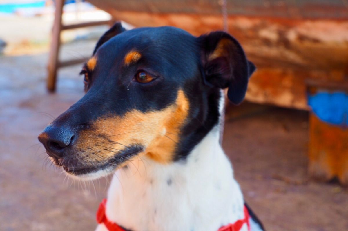 伝統的な漁船が浮かぶ、マルサシュロック