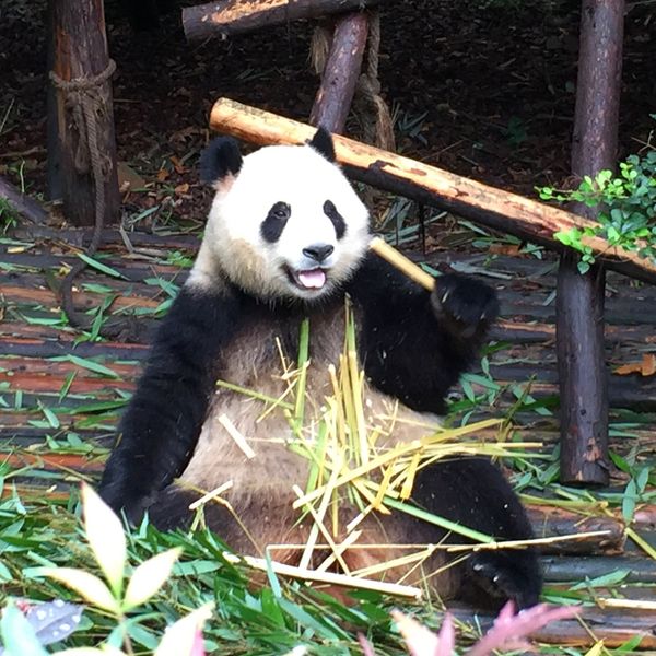 中国・成都「中国パンダコパンダ」の写真