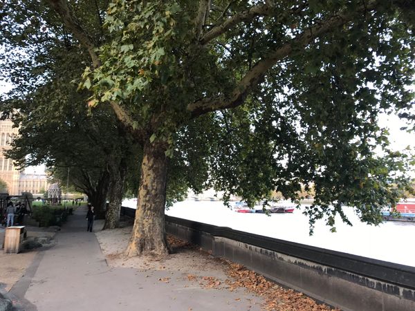 イギリス(英国)・ロンドン「ロンドン観光2018」の写真：テムズ川