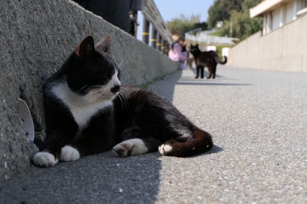 日本・福岡県「猫島  相島 in 福岡」の写真