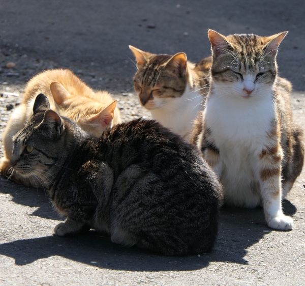 日本・福岡県「猫島  相島 in 福岡」の写真