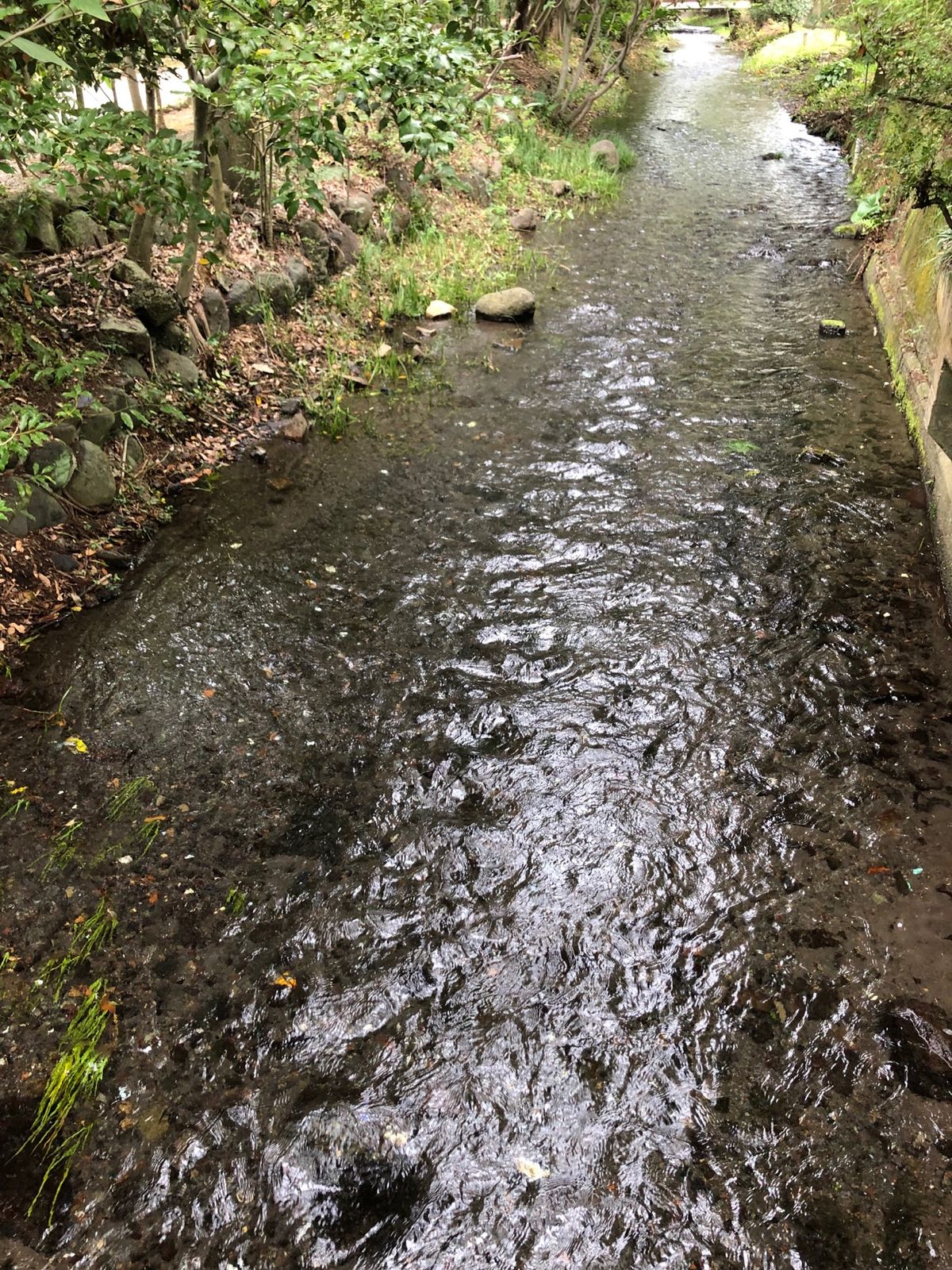 源兵衛川水辺の道