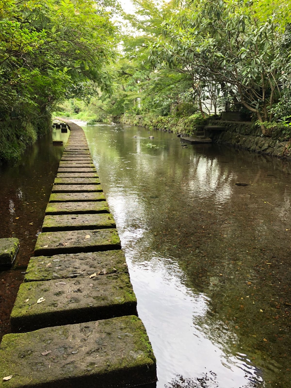 源兵衛川水辺の道