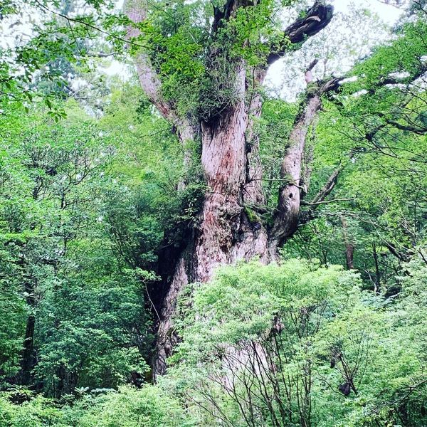 日本・縄文杉、白谷雲水峡、いなか浜「屋久島ひとり旅」の写真：縄文杉までは往復22kmのトレッキング！...