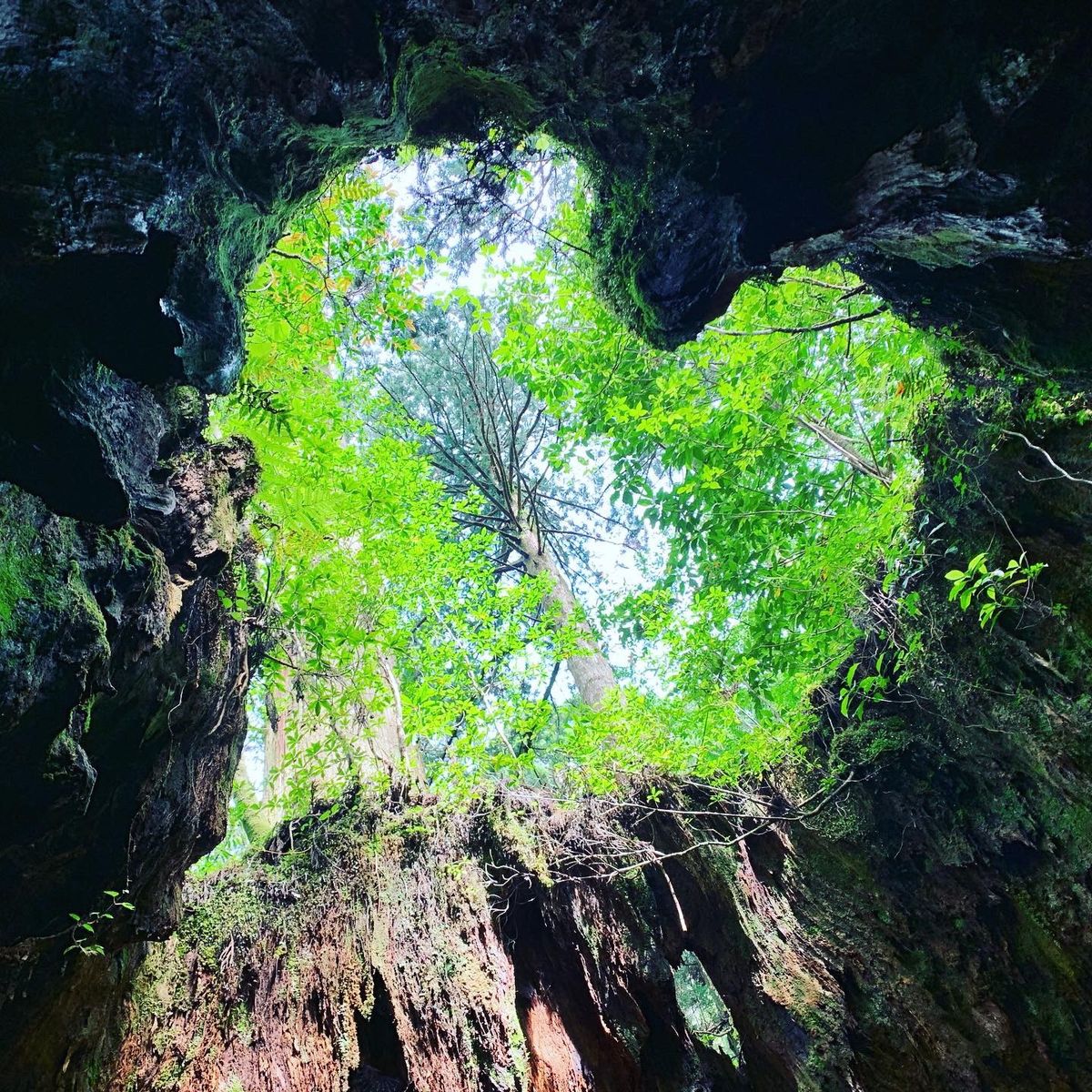 縄文杉までは往復22kmのトレッキング！道中のウィルソン株は中に入り下から...