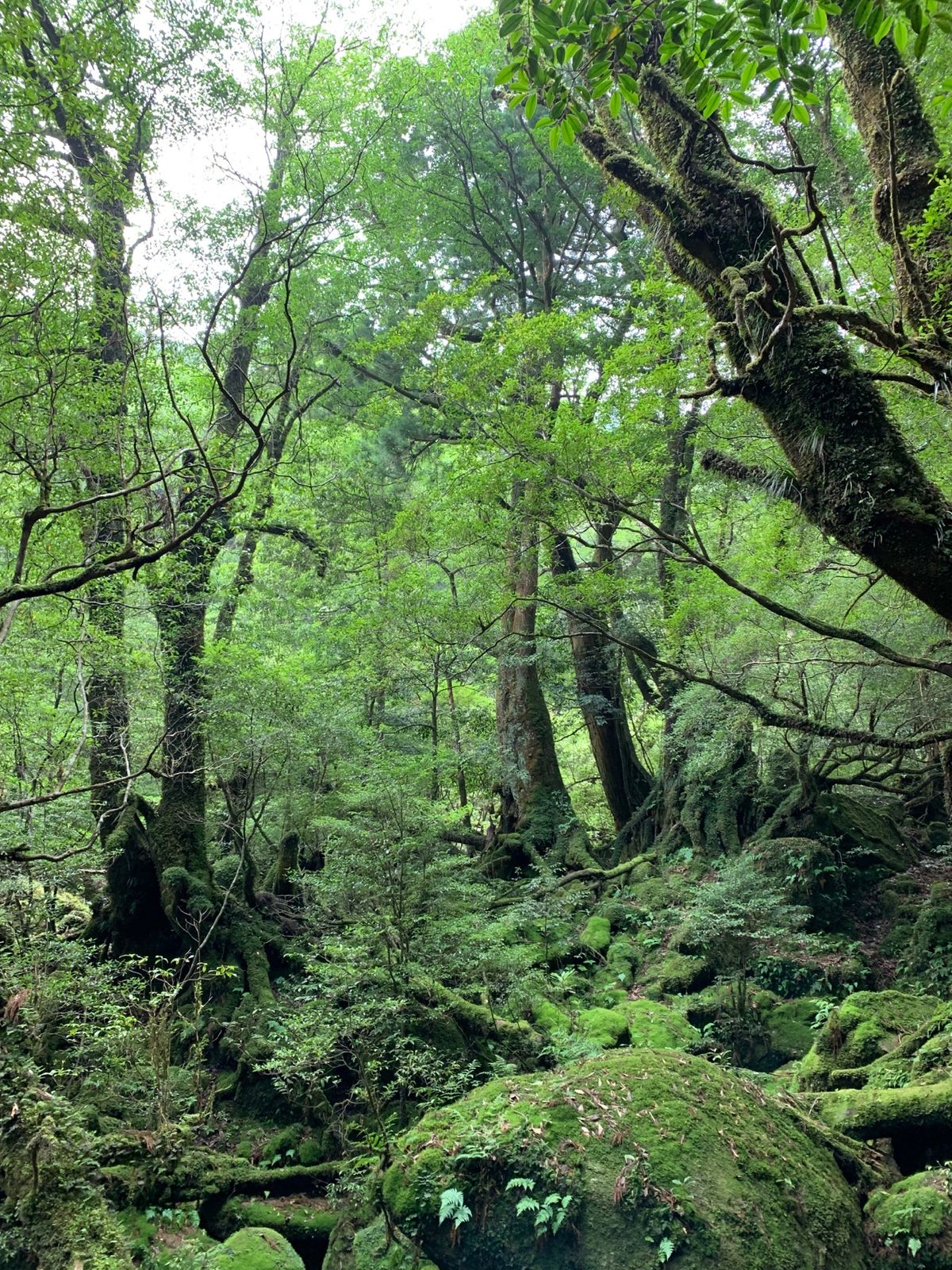 縄文杉までは往復22kmのトレッキング！道中のウィルソン株は中に入り下から...
