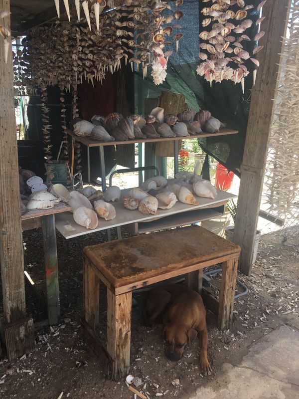 メキシコ・メキシコ、プエルトペニャスコ「メキシコ・プエルトペニャスコ」の写真：プエルトペニャスコの街中散策！その1