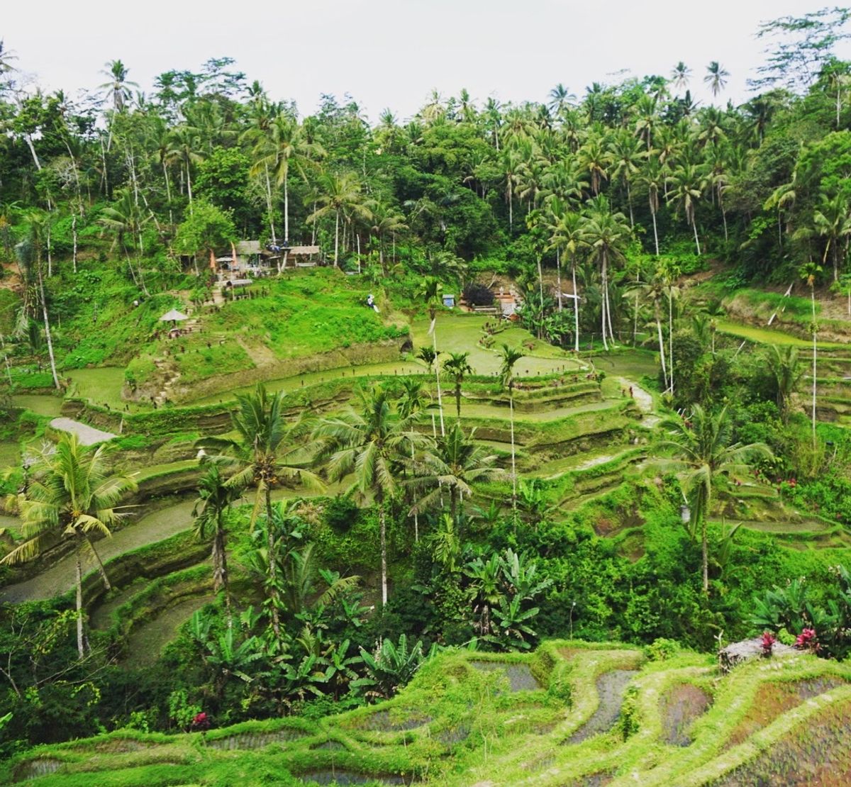 テガララン(棚田)でのジップラインとブランコ！迫力あります‼︎