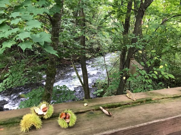 日本・軽井沢「軽井沢」の写真：まだまだ紅葉には早いですが、気持ち良い散...