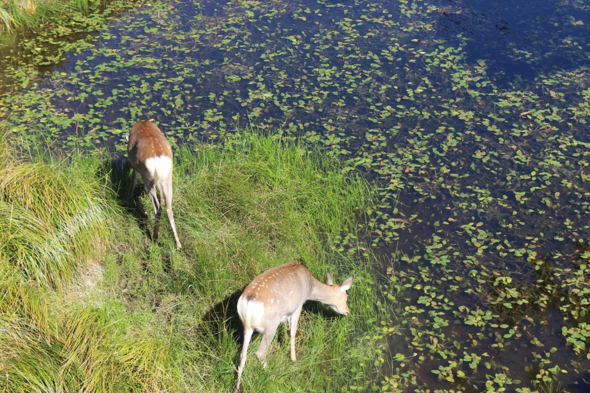 知床五湖の美しさ