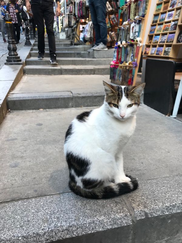 トルコ・イスタンブール「トルコ カッパドキアとイスタンブールの旅」の写真：イスタンブールの街並み