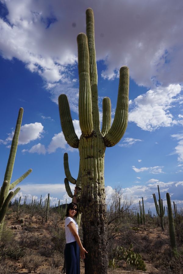 アメリカ(米国)・アリゾナ・サワロ国立公園「アリゾナ・サワロ国立公園」の写真：162cmの私と並んでこの大きさ！5m近...