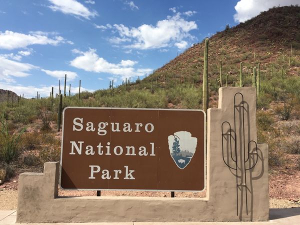 アメリカ(米国)・アリゾナ・サワロ国立公園「アリゾナ・サワロ国立公園」の写真：大きなサワロサボテンがにょきにょき🌵🌵🌵