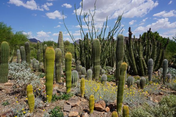 アメリカ(米国)・アリゾナ・サワロ国立公園「アリゾナ・サワロ国立公園」の写真：アリゾナ州はサボテンを傷つけると罰金とい...