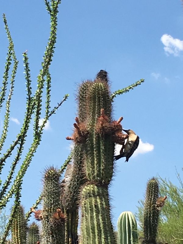 アメリカ(米国)・アリゾナ・サワロ国立公園「アリゾナ・サワロ国立公園」の写真：サワロサボテンは動物と共存しています！