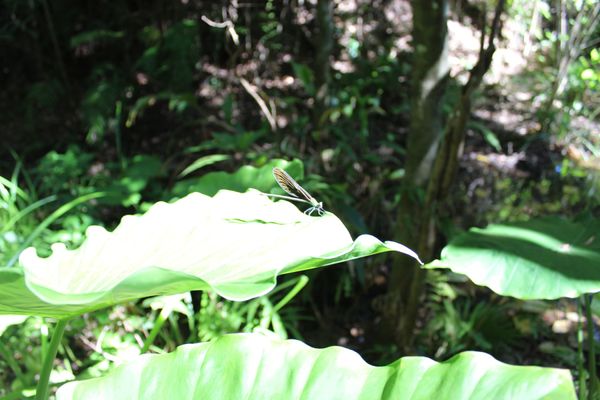 日本・沖縄「沖縄 オクマリゾートの旅」の写真：やんばるの森